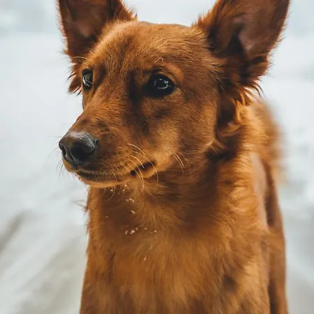 Sportalm - Adults Only Boutique מלון 3*