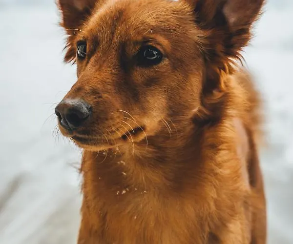 Sportalm - Adults Only Boutique Hotel 3*